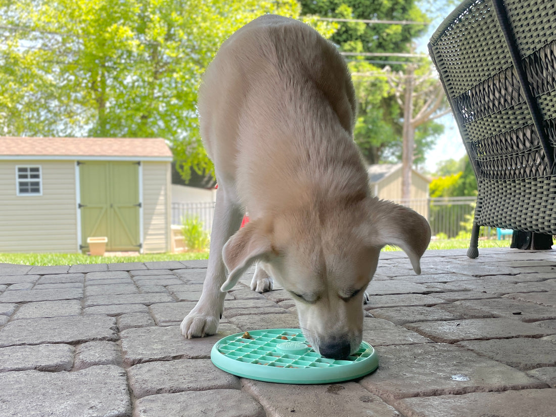 Food puzzles are the easiest way to enrich your dog's life