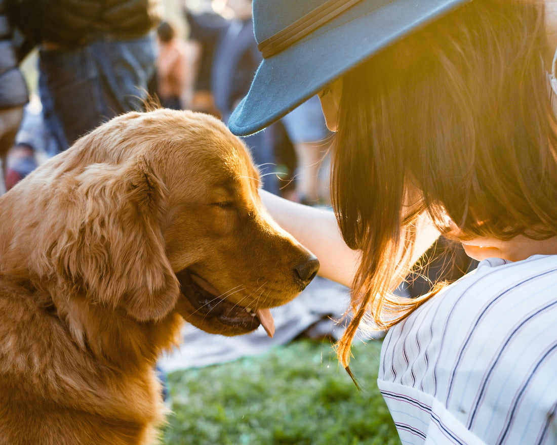 How to Choose a Rescue When Adopting a Dog