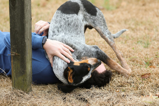 A man lays on the grass while a black and while dog playfully lays on a his chest and shoulder.