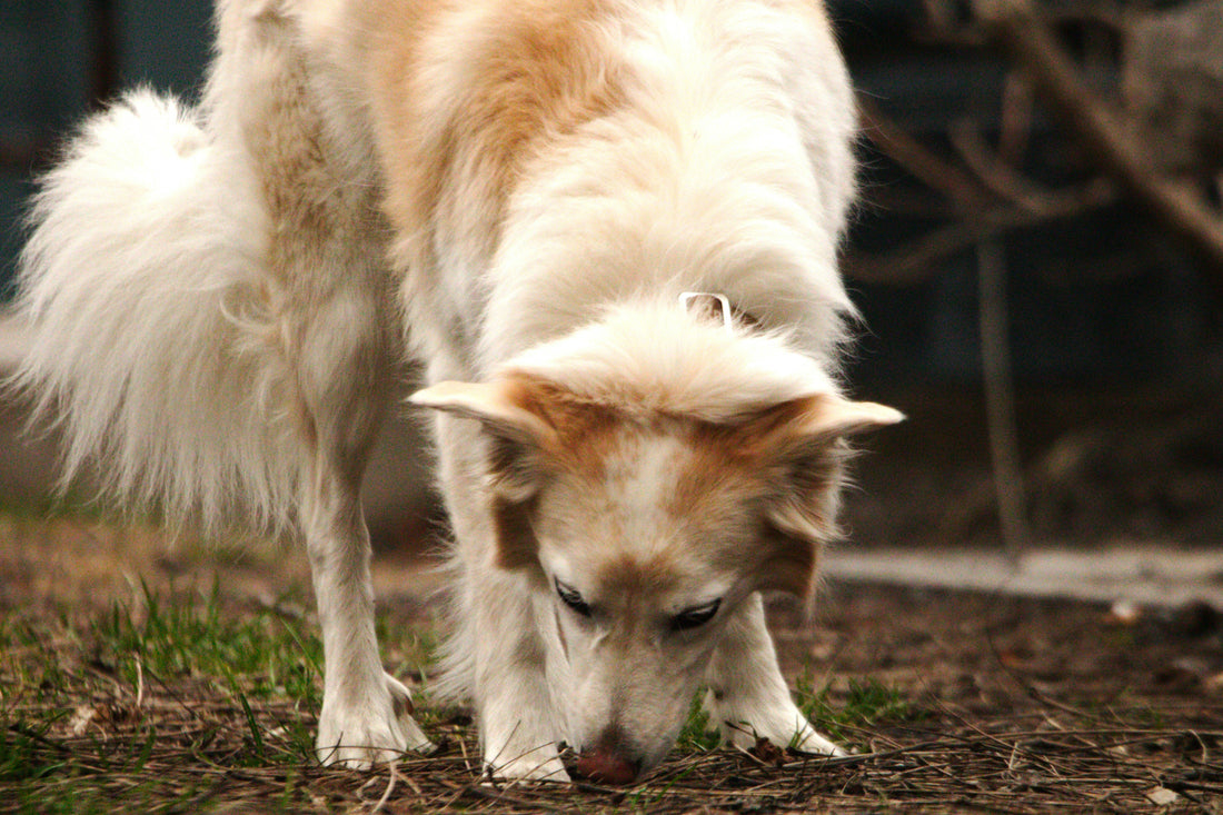 Your Dog's Brain Needs to Scavenge