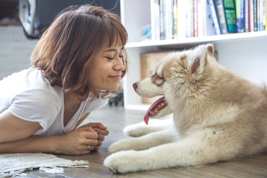3 Free & Easy Ways to Give Your Dog More Fun on Workdays
