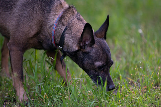 Displacement behaviors, a secret clue to how your dog feels