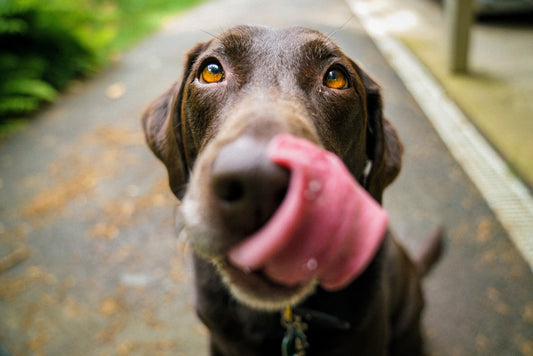Why do dogs eat poop?