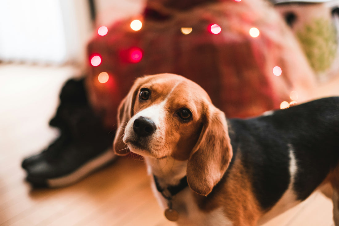 Tips for Managing Dogs at Holiday Parties